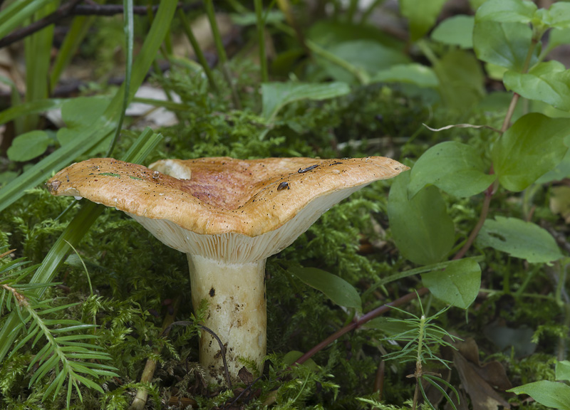 Lactarius zonarioides